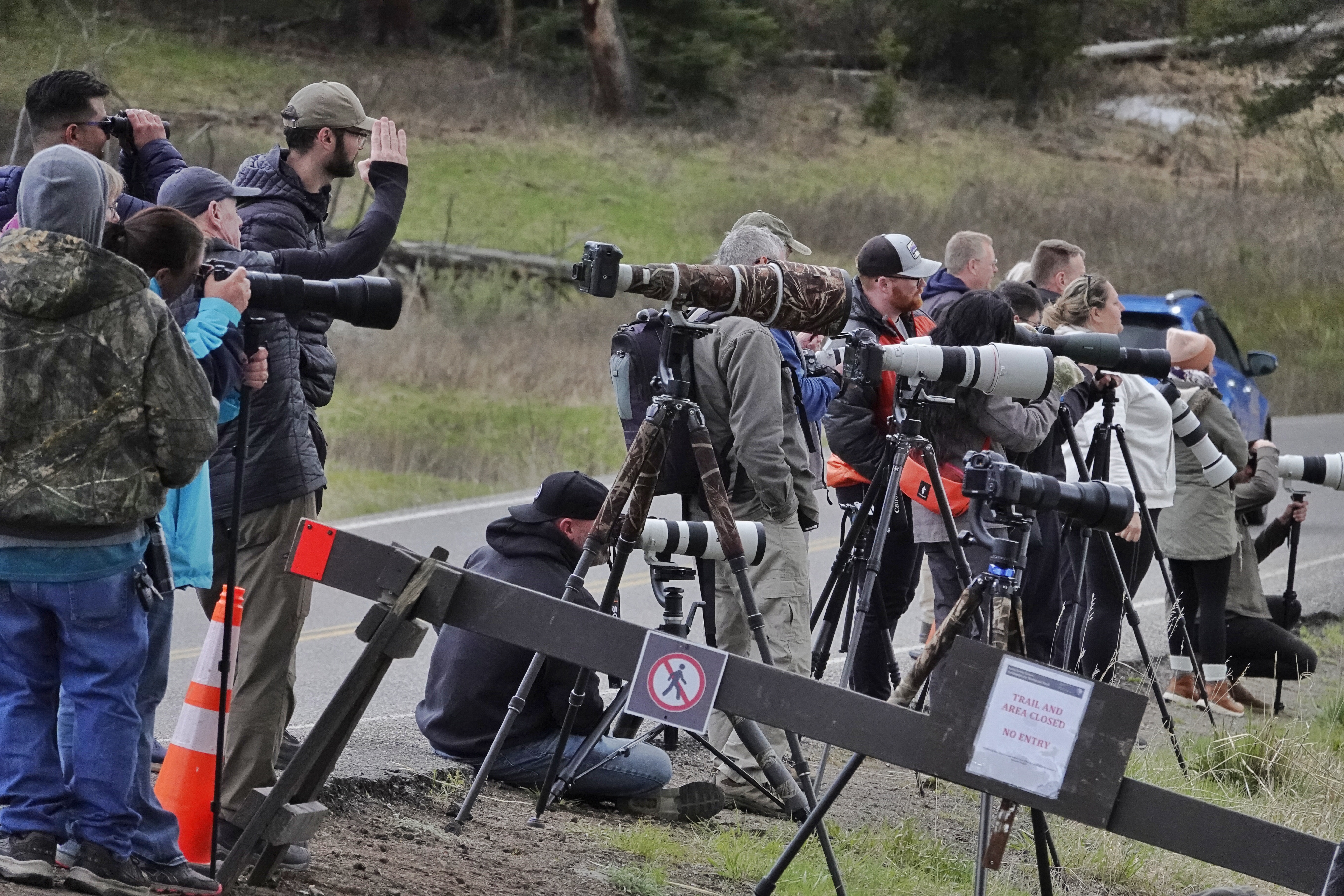 Photographes animaliers à Yellowstone
